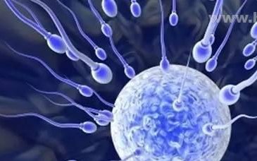 取卵34个卵巢需要恢复多久？