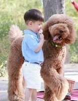 移植停药后第一次和失败后第二次月经量少？